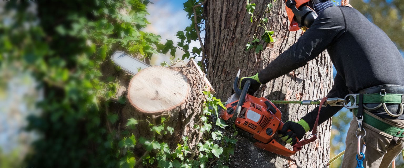 Arbeiter mit schutz kleidung undsicherung in einem baum mit